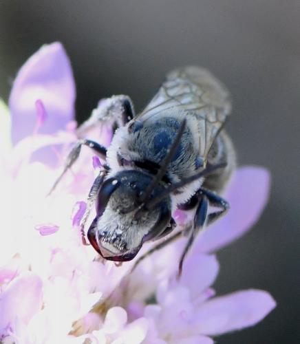 Lasioglossum albocinctum